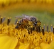 Bee on Flower